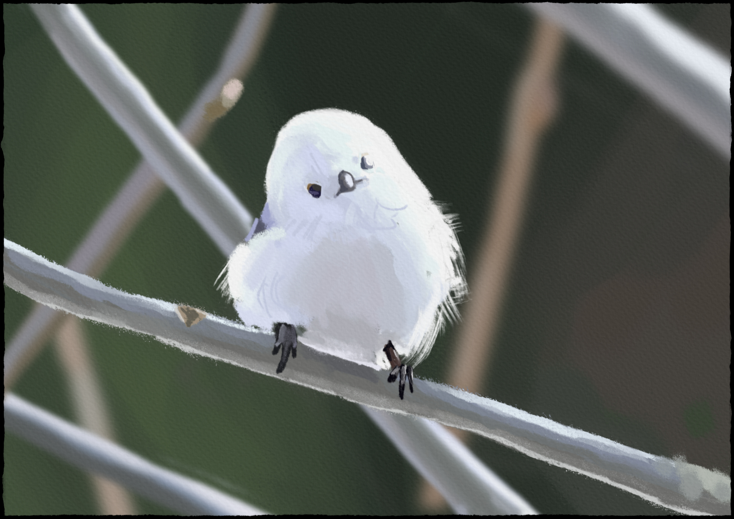 A cute bird